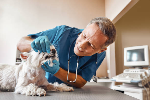 Best Walk-In Emergency Dentist in Clinton, AR